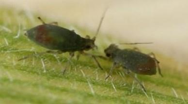 Small Aphid Populations Observed in Wheat